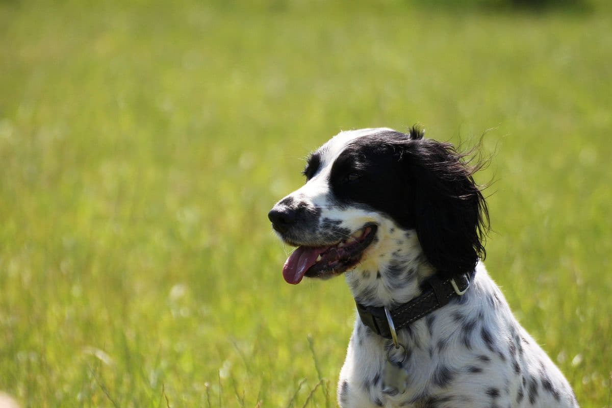 English Springer Spaniel profile in a sunny field