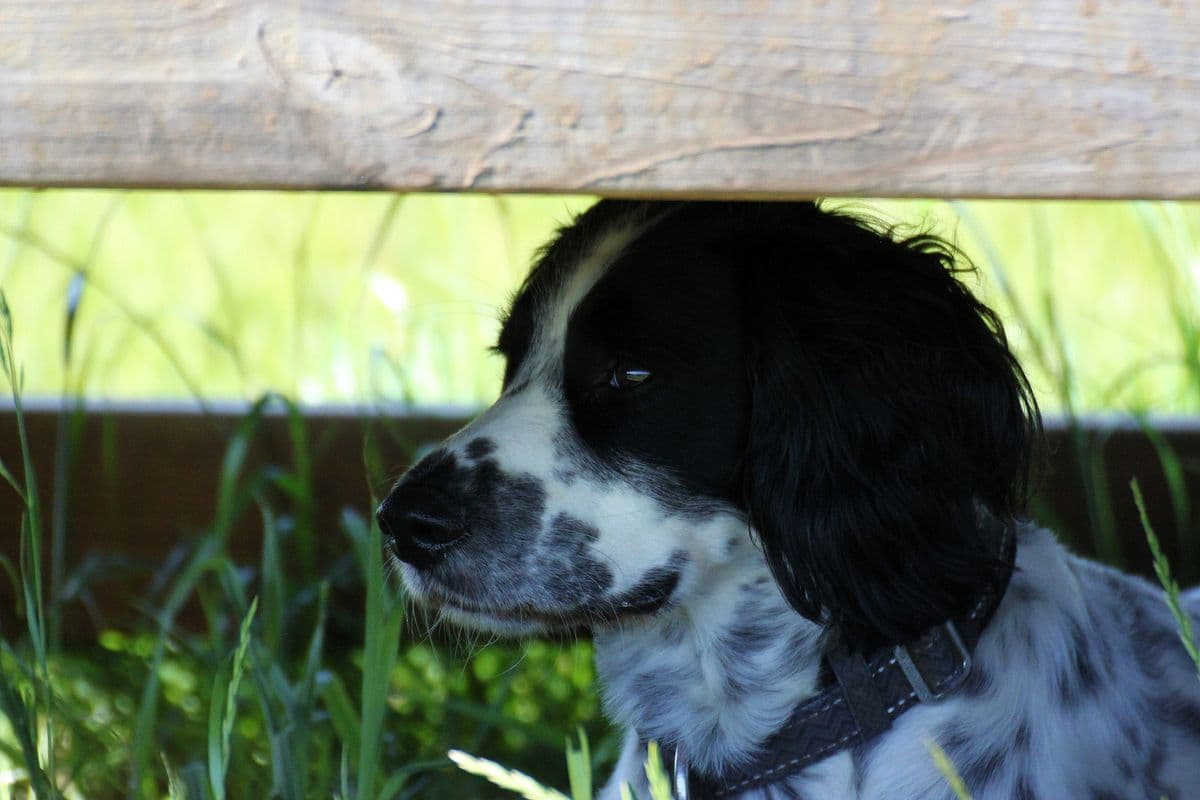 English Springer Spaniel resting under a bench in the shade at day care