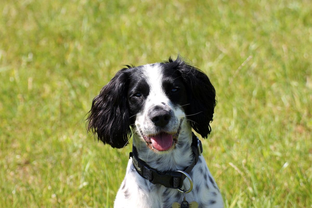 Black and white English Springer Spaniel sitting in the grass with tongue out