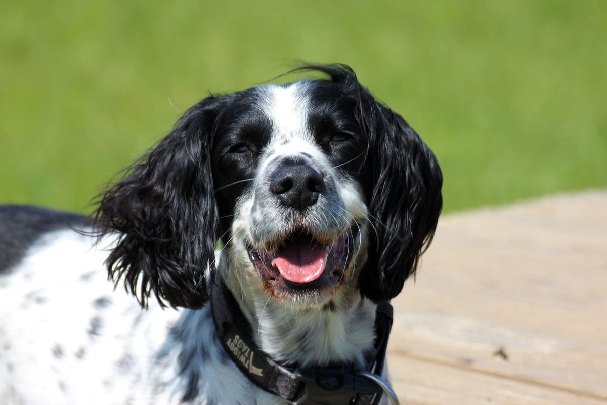 English Springer Spaniel smiling on a wooden platform at day care