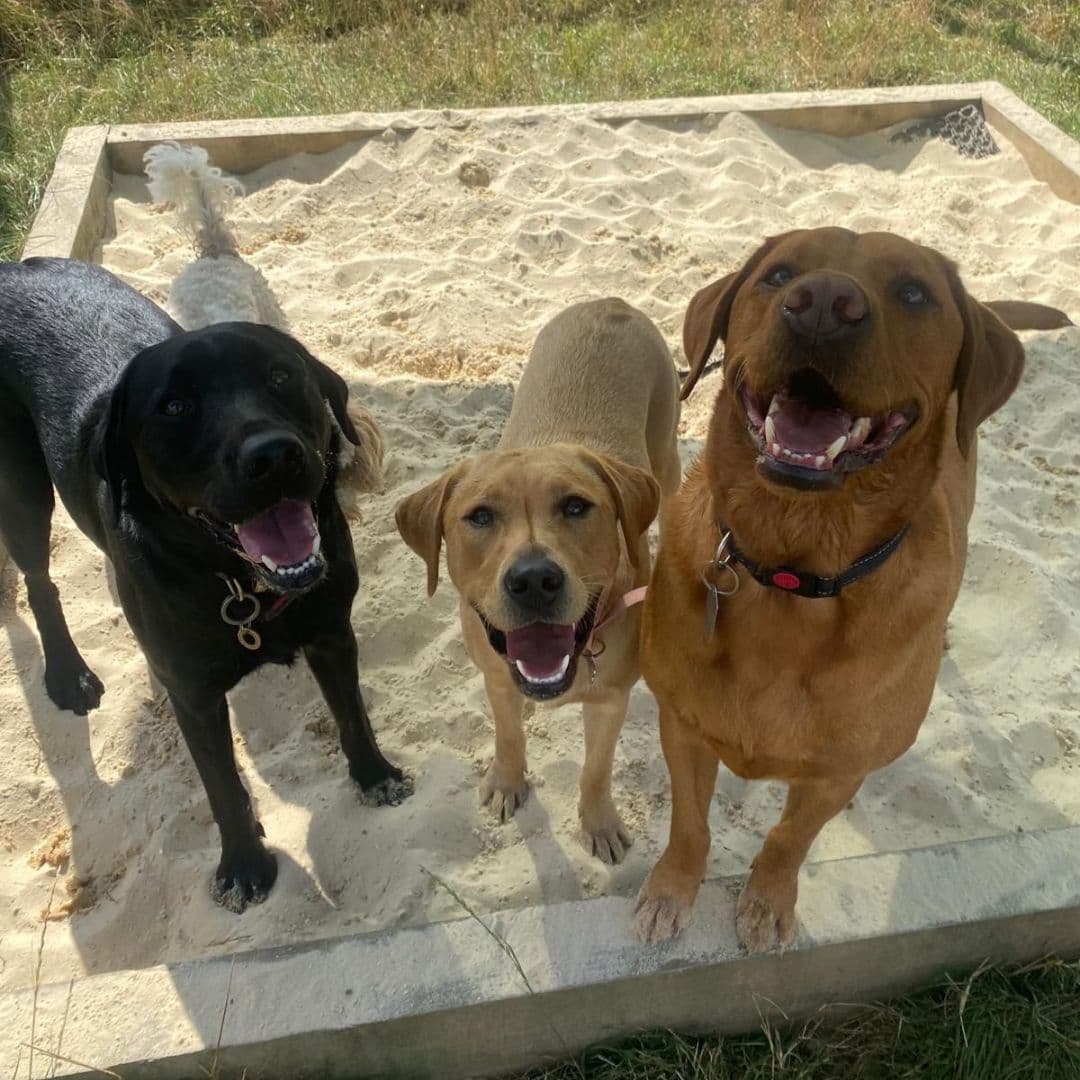 Off-Lead Etiquette: The Unwritten Rules Every Dog Owner Should Know