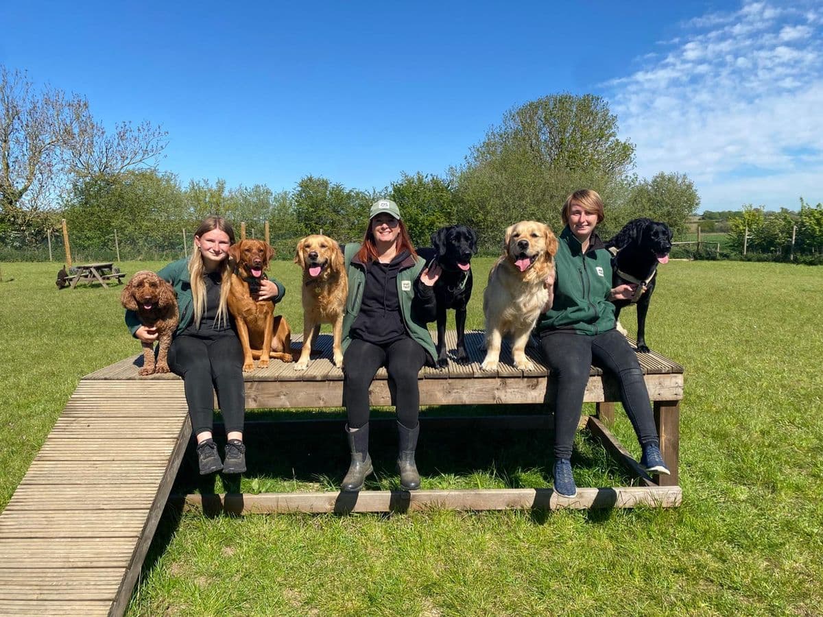 The Wagtails day care team sitting with a group of dogs including Retrievers, Labradors, and Poodles