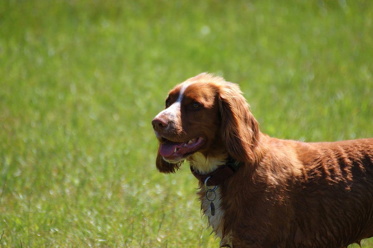 Working Cocker Spaniel standing alert in a green field