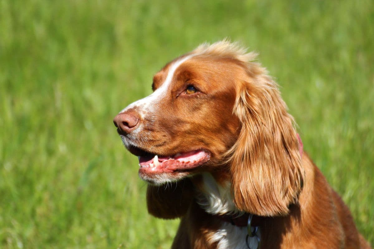 Close-up profile of a Working Cocker Spaniel in the sunshine