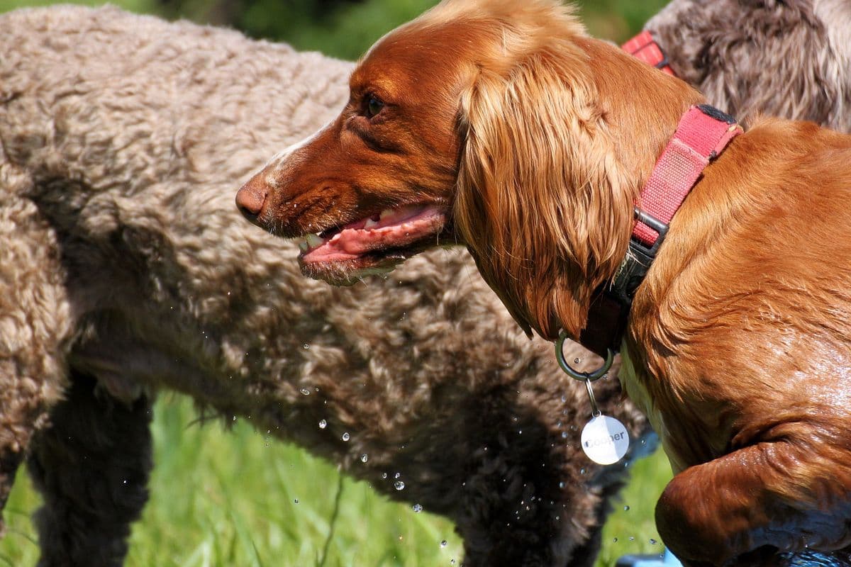 Liver Working Cocker Spaniel dripping wet after water play at day care