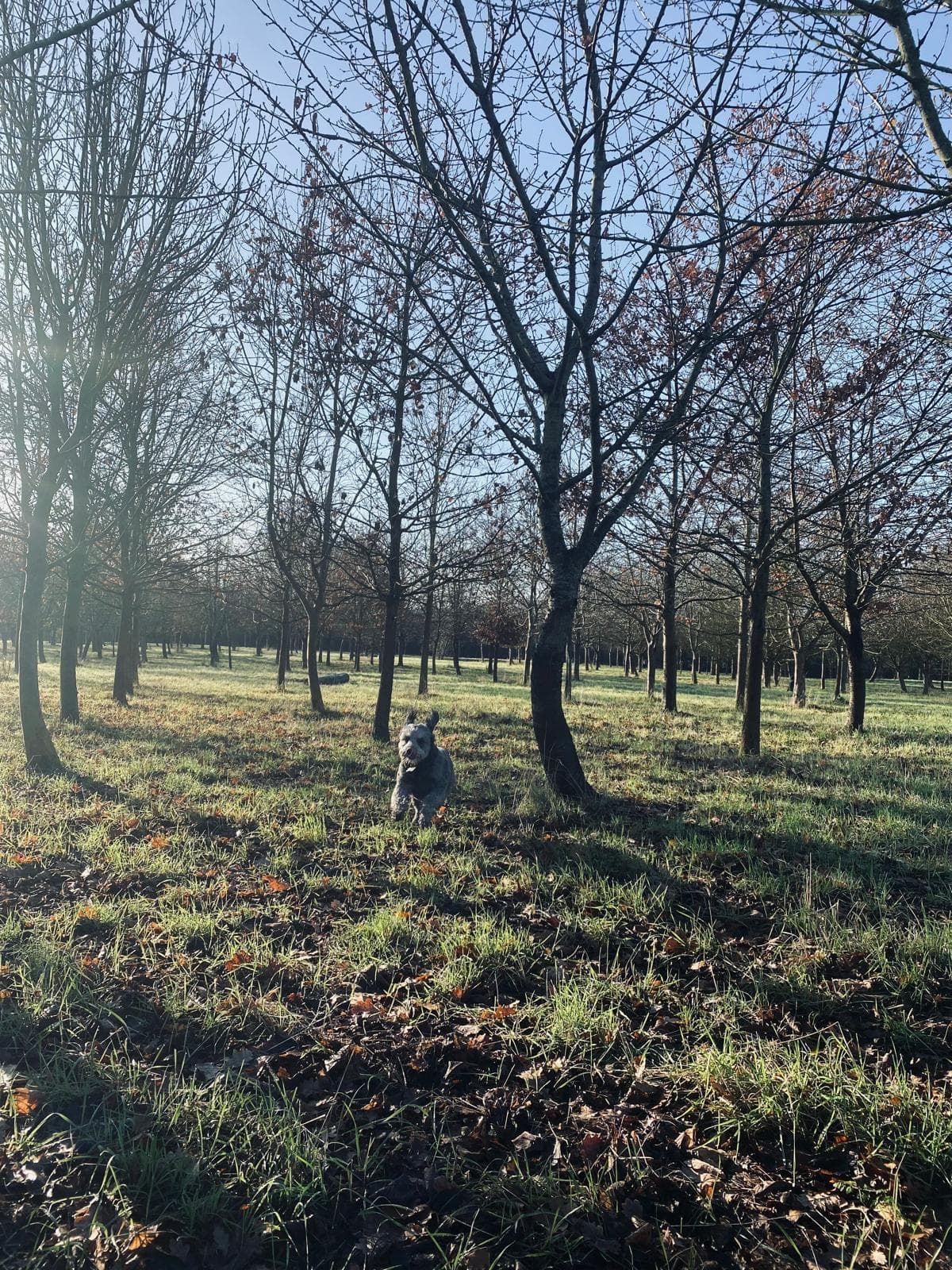 Writtle Dog Park , private enclosed dog field in Essex